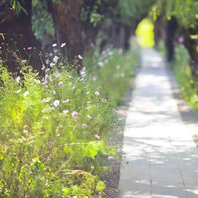 小林｜常恐秋风早，飘零君不知