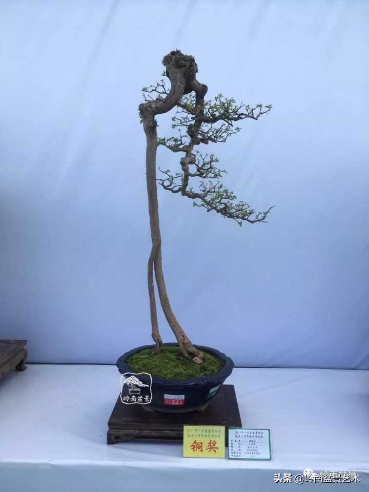 以根代杆下细上粗式盆景图片,各种老根盆景