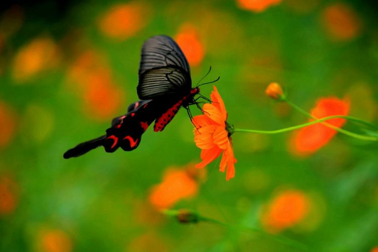 原创蝴蝶恋花,蝶恋花蝴蝶原唱