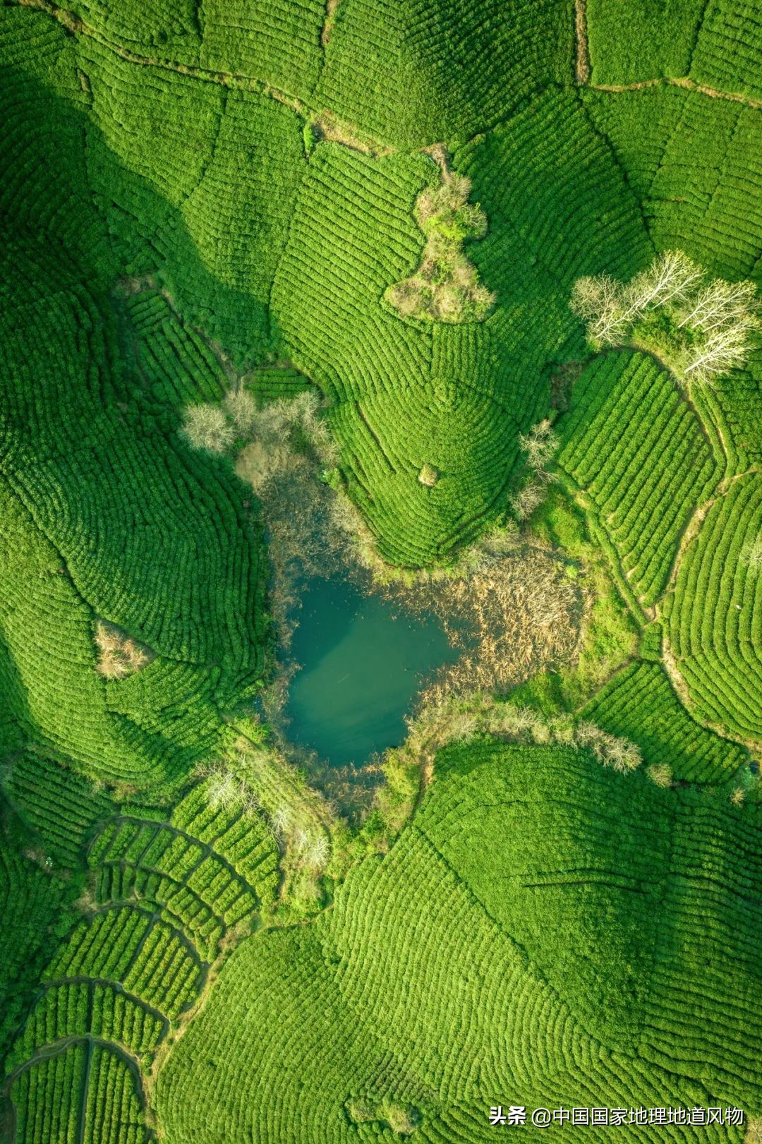 中国茶叶分布图,中国茶区详细分布图