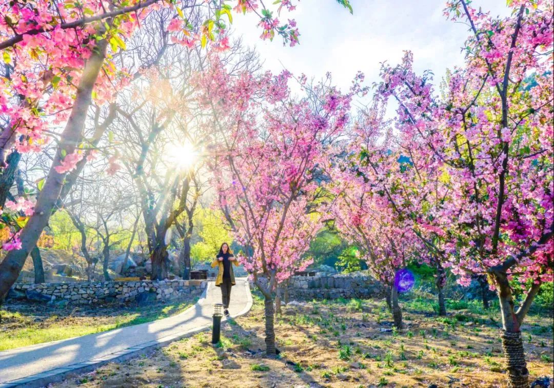 天蒙山踏青赏花,蒙山景区赏花