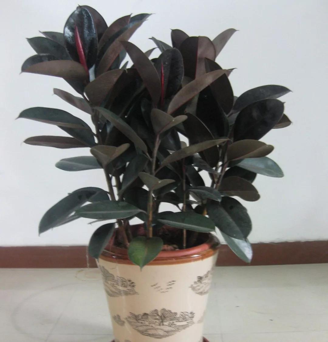 适合阳台养的四季开花有花香的花,花期长耐热耐寒又好养的花卉