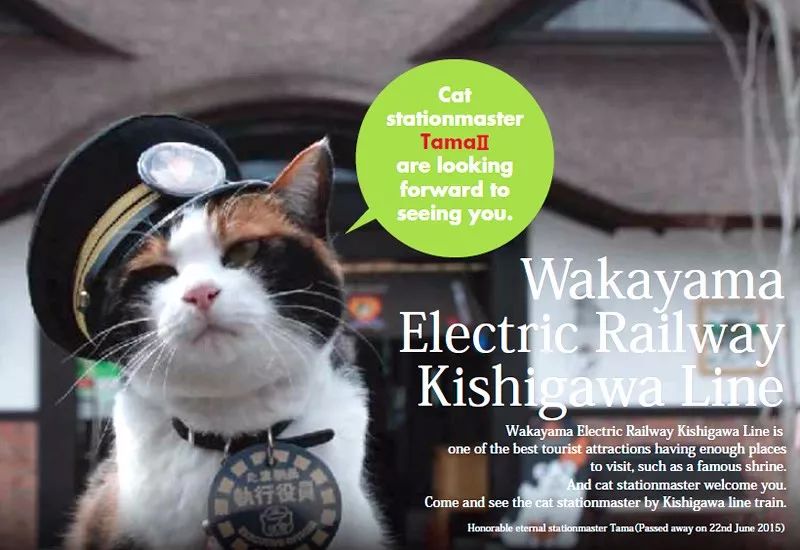 告别流浪猫展览再现12个吸猫圣地,最治愈的吸猫胜地