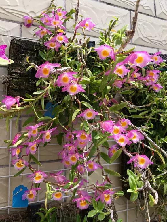 开花时间最长最香最好养的兰花,一年四季开花的兰花有几种