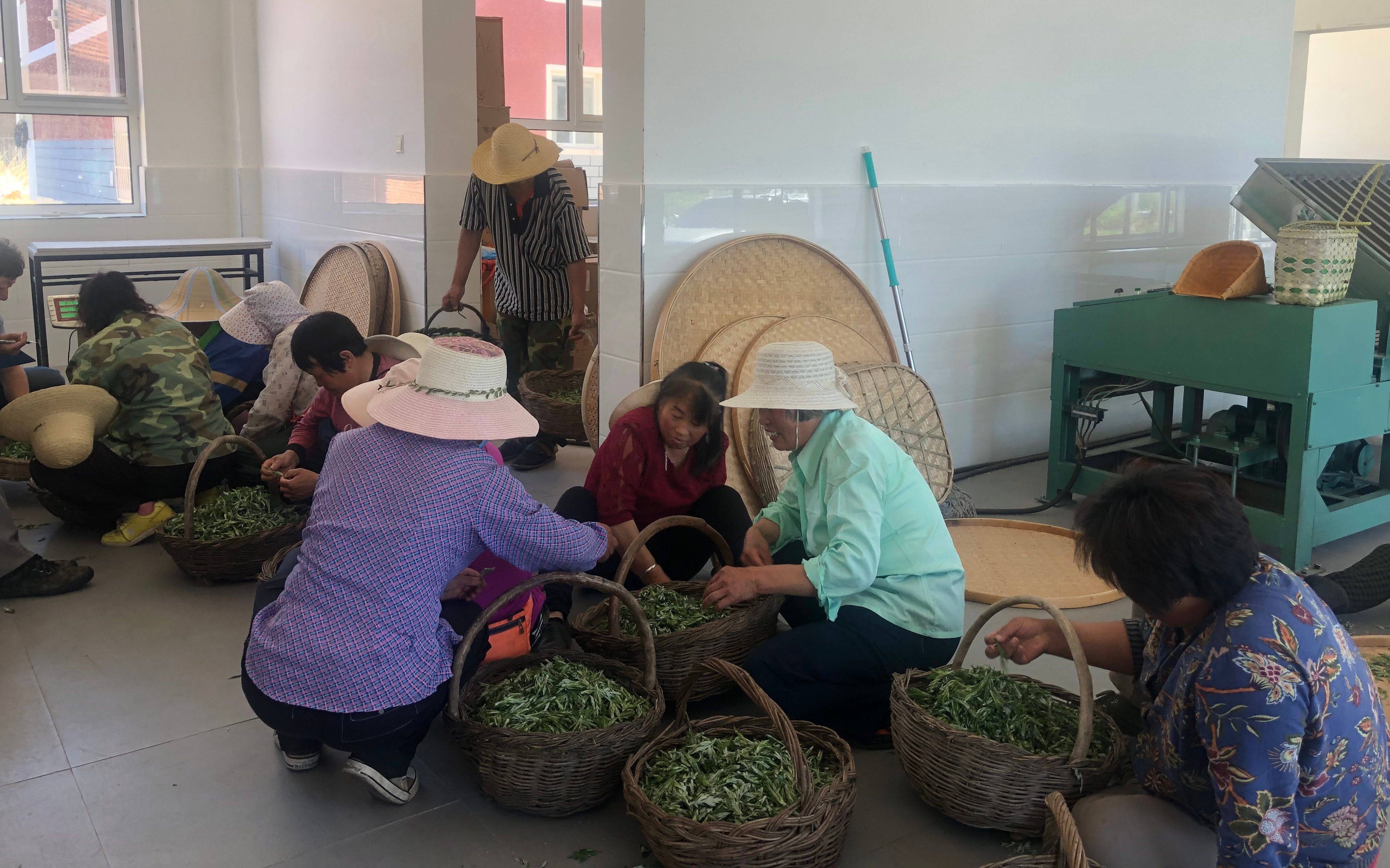 艾草茶什么季节采摘好,端午节的艾蒿什么时候采摘