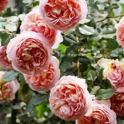 耐晒又香又好养的阳台月季,阳台月季好养吗