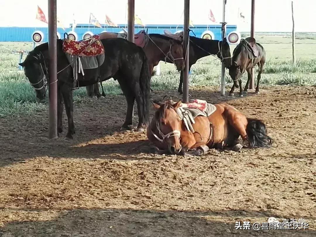 草原行蔚县,内蒙古草原行