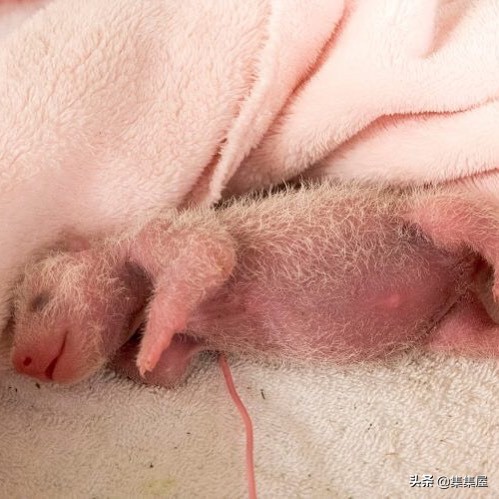 来自动物世界的22个有趣事实,动物世界中有什么有趣的现象