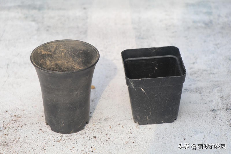 多肉植物绮罗怎么养好活,多肉绮罗怎么养才能爆盆