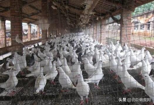 农村年轻人致富小妙招,农村发家致富的小项目