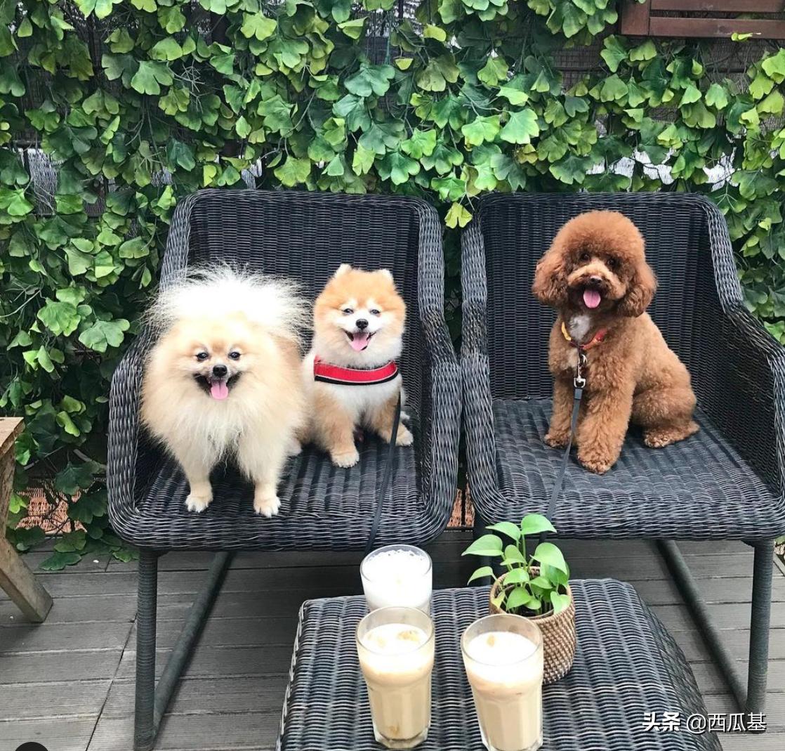 狗喝了咖啡会怎么样,狗能不能喝咖啡拿铁