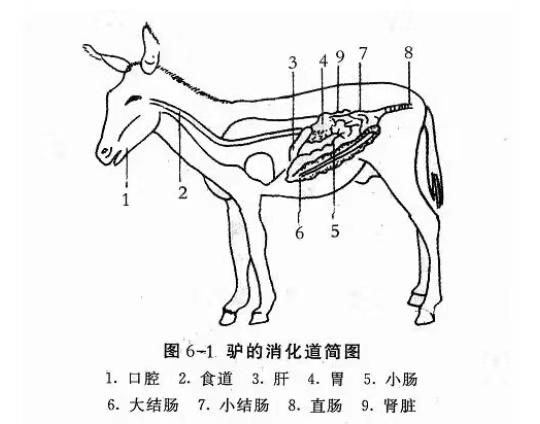 驴引发肠梗阻怎么办,驴胃扩张的治疗方法