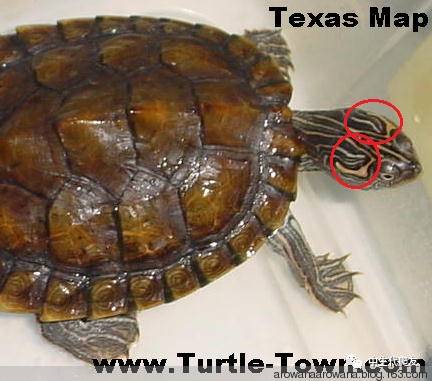 地图龟成体样子,地图龟种类及图解