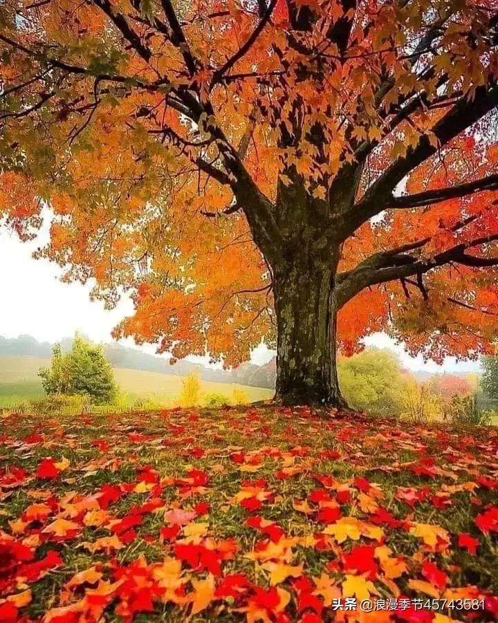 却道天凉好个秋散文800字,天凉好个秋散文500字