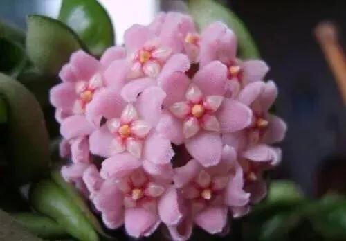 为什么球兰养了5年也不开花,球兰有毒吗在室内养行吗