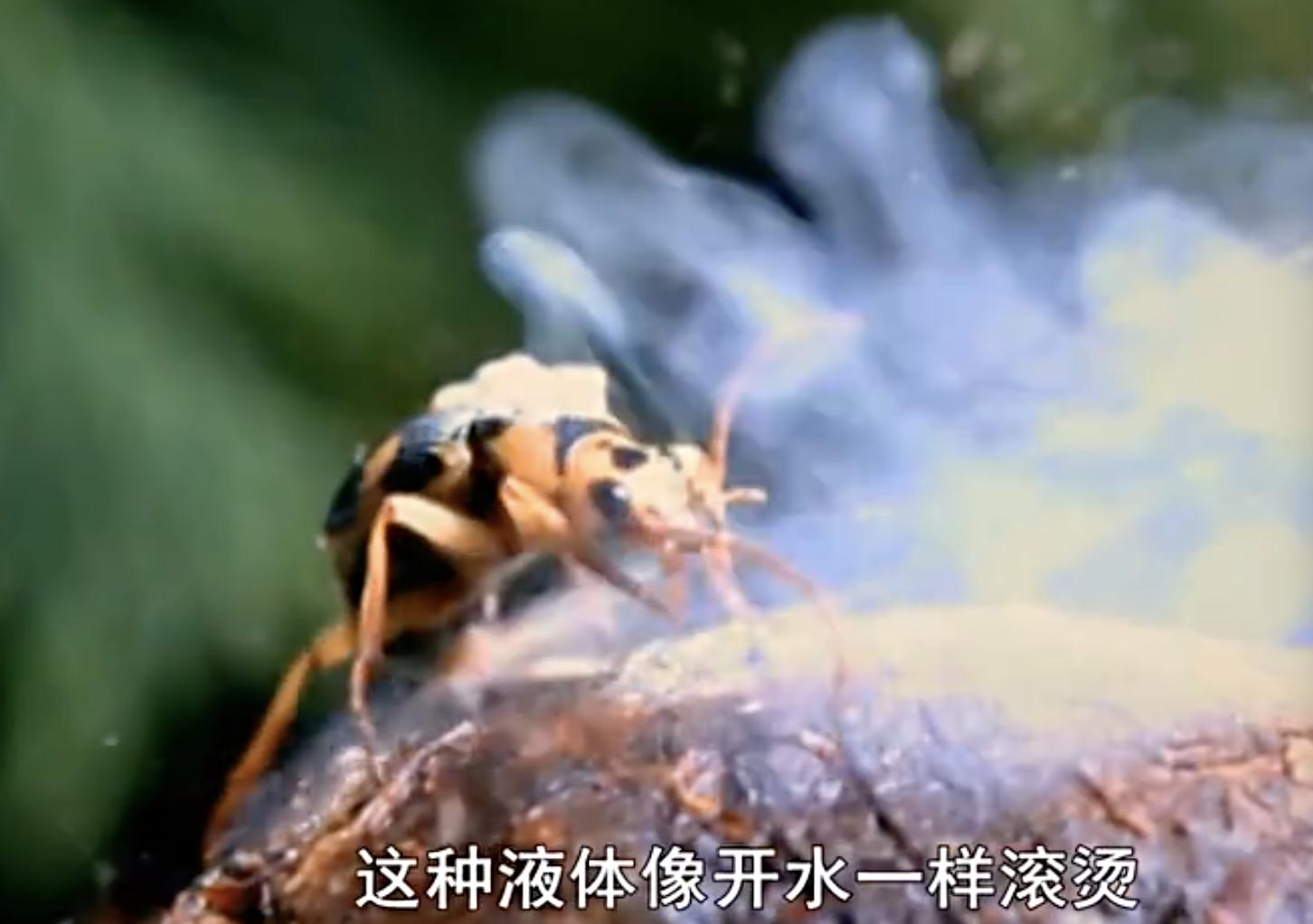 放屁虫昆虫杀手,放屁虫生化武器