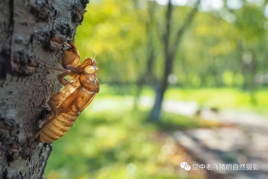 奥林巴斯12-100pro参数,奥林巴斯12-100pro镜头测评