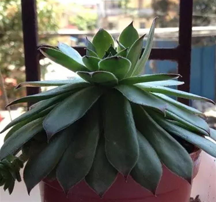 多肉穿裙子了是咋回事,观音莲多肉穿裙子了怎么拯救