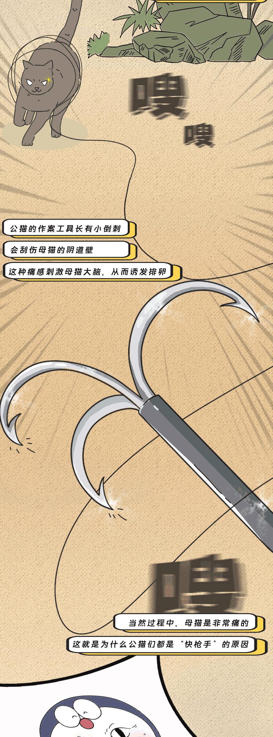 那些羞羞的事:动物是如何啪啪啪的?