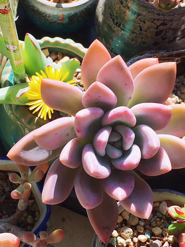 多肉是如何上色的,多肉怎么上色快又好看的绝招