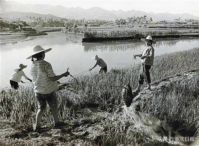 鍐滃満杞瀷缁忚惀妯″紡,鍐滀笟铦跺彉鍐滃満鎼嚎涓婅交鏉惧綋鍐滄皯