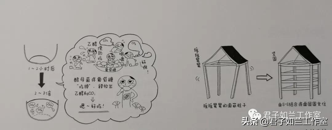 发酵面包的做法,面包是发酵的吗