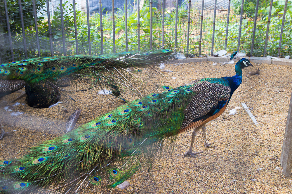 #毕业旅行啦#石家庄慧灯庄园，夏日里寓教于乐爽歪歪