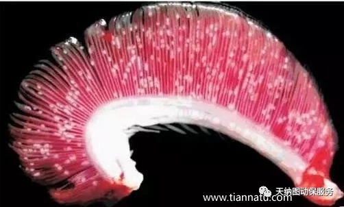 鱼类烂鳃怎么治,鱼类烂身怎么治疗