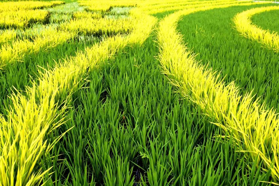 津门网金熙男：最美的稻田