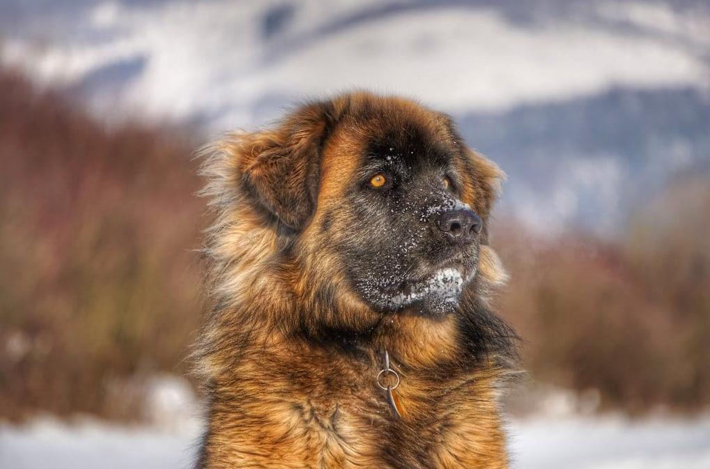 什么狗长得像比熊但是毛又直又长,宠物狗长得像熊是什么品种