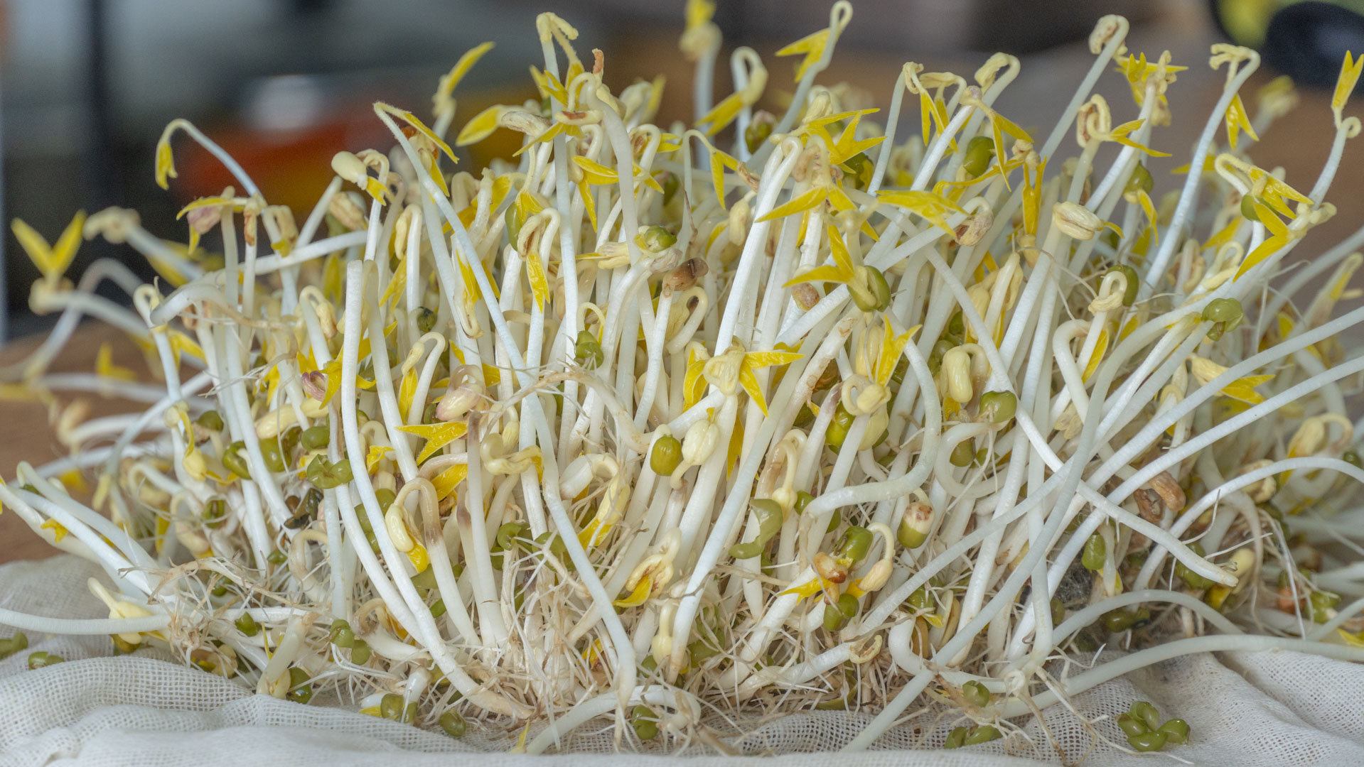 润肺降火的青菜,清肺去火的夏季美食菜谱