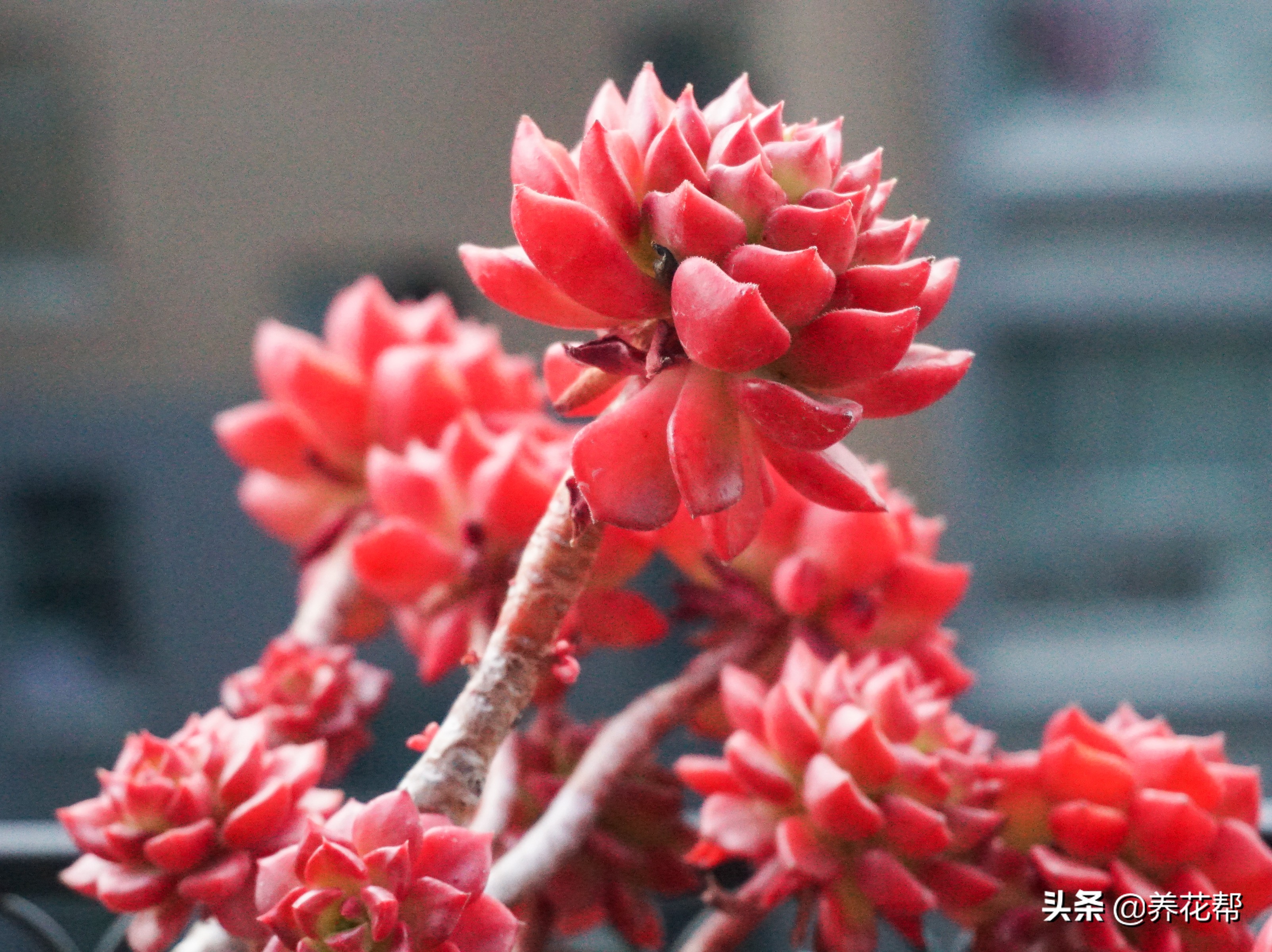 想要养一盆好花真的是太难了,想要养多肉植物的方法