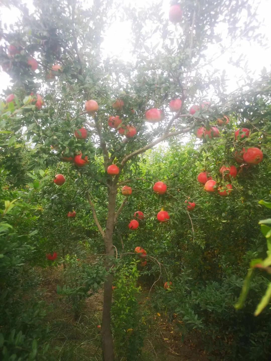 突尼斯软籽石榴树苗直播间,突尼斯软籽石榴树几月份开花