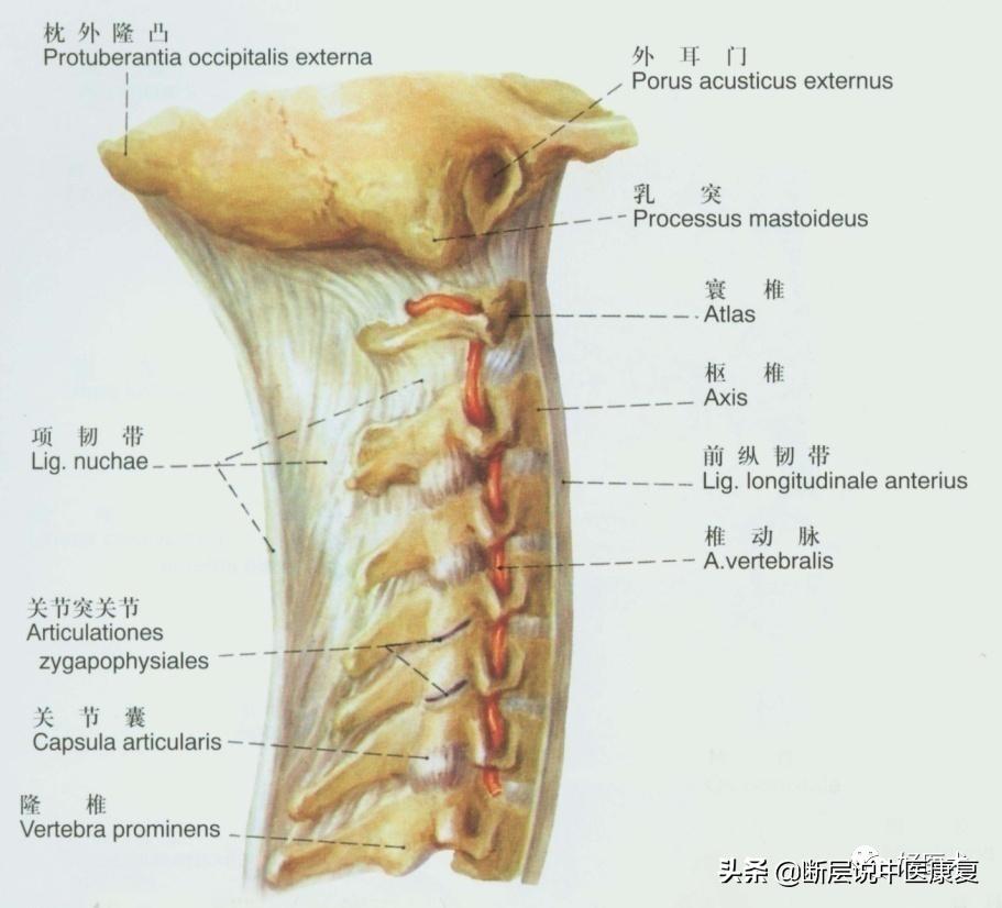 脊柱韧带的走行与位置,脊柱相关病九大诊治区图