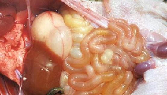 仔猪总是发病,仔猪为什么会患链球菌病