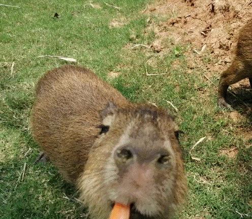 去南京金牛湖野生动物王国堵车吗,南京金牛湖野生动物王国最新活动