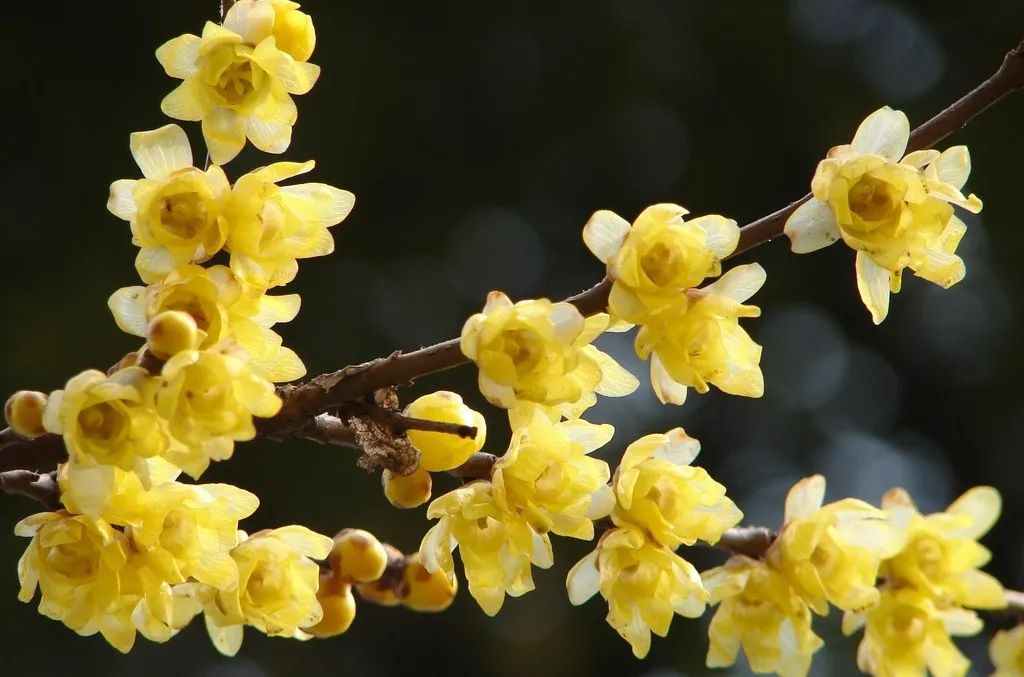 腊梅开花的特点,腊梅花的习性和特点