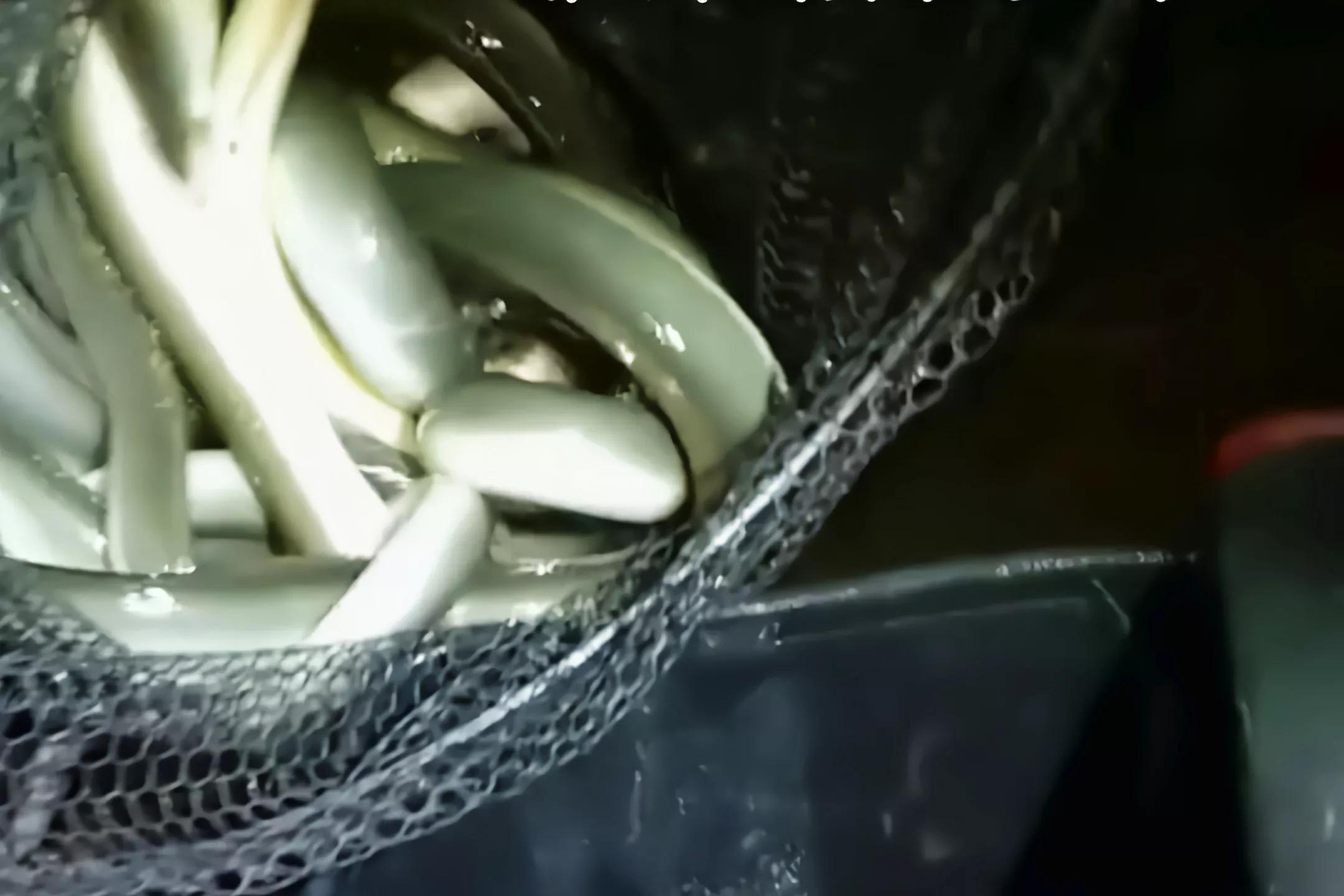 江苏钓野生鳗鱼,江苏仿野生鳗鱼