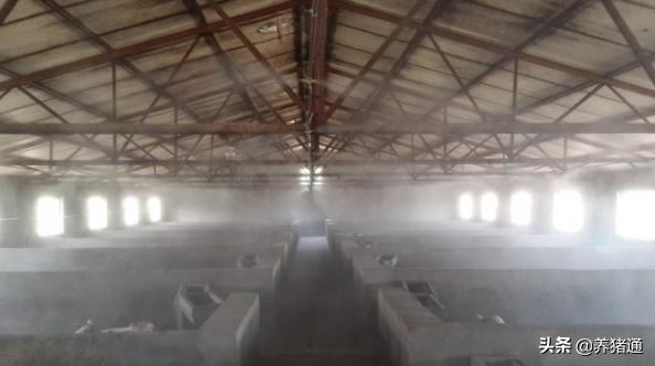 普通大蒜可以在猪场预防非洲猪瘟是真的吗？