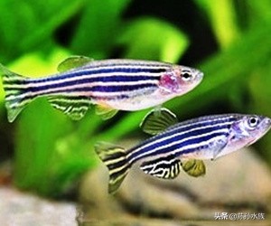 斑马鱼饲养方法图解,成年斑马鱼饲养方法