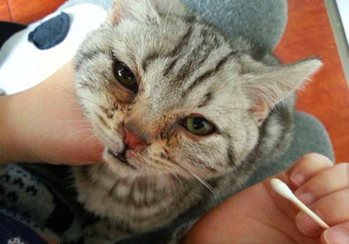 猫咪感冒打喷嚏流鼻涕是猫鼻支吗,猫咪感冒流脓鼻涕是什么情况