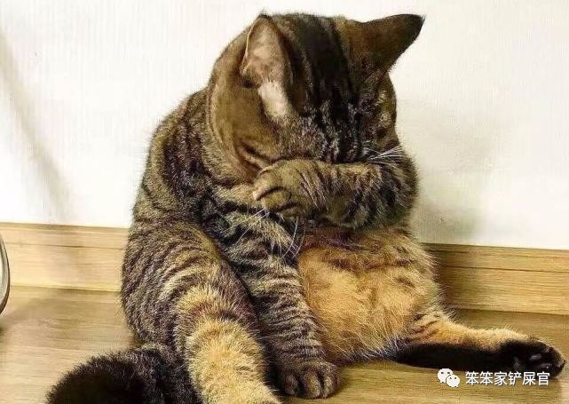 猫咪突然失明了怎么回事,猫咪频繁流口水怎么办