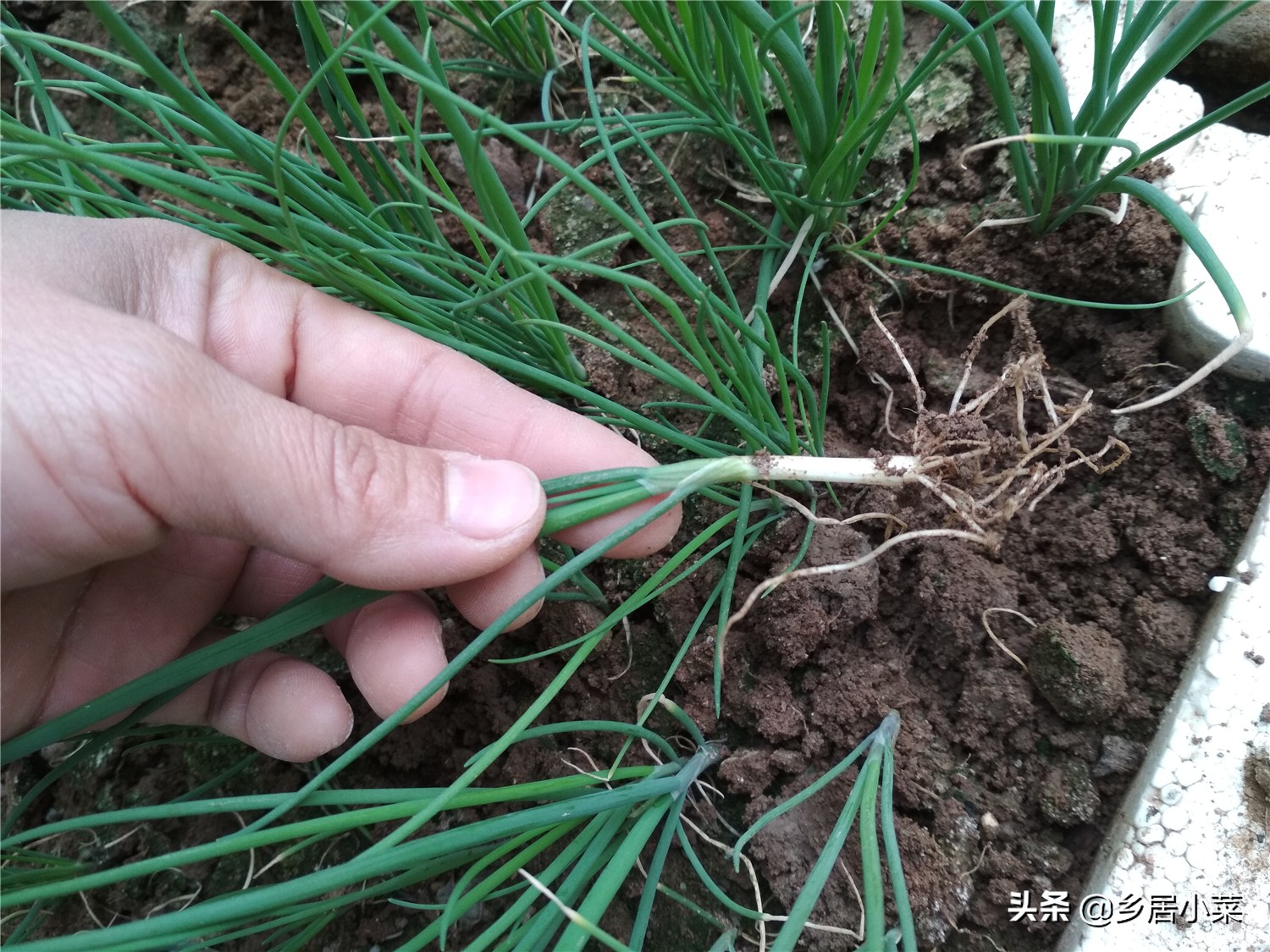 小香葱和葱苗的区别,小香葱幼苗多久才能长得粗壮