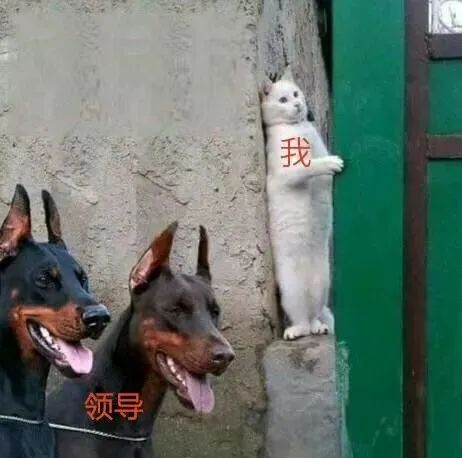 上班族爱用的表情包,上班族必备搞笑表情包