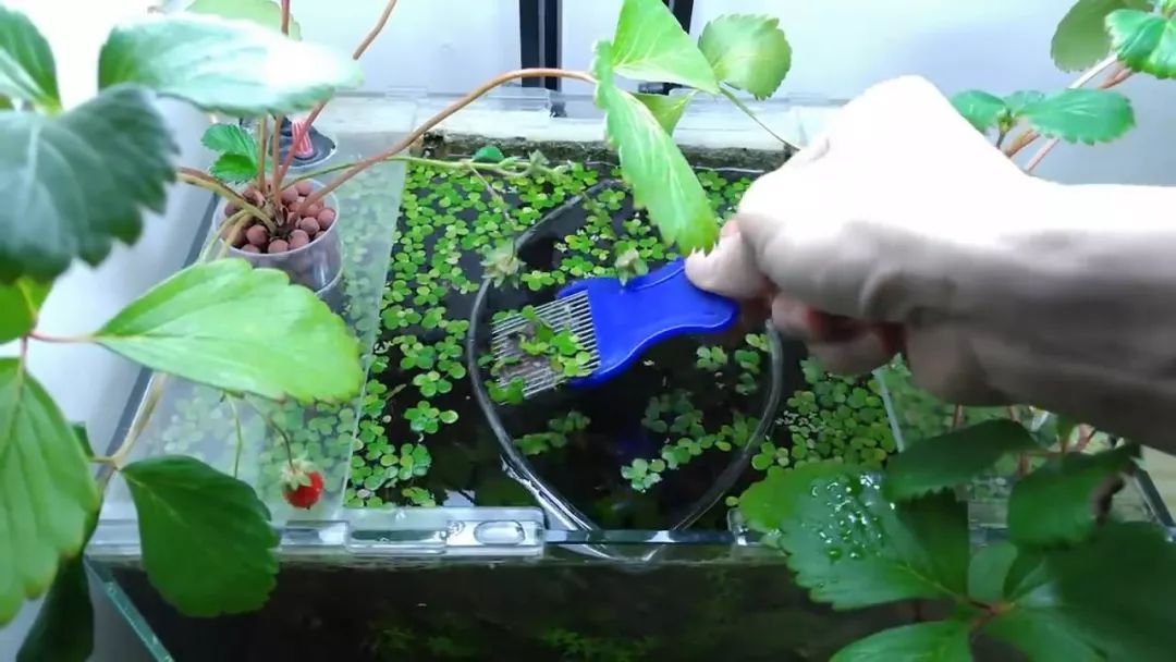 我穷到连最简单的过滤器都买不起，干脆就开了个三无草缸！