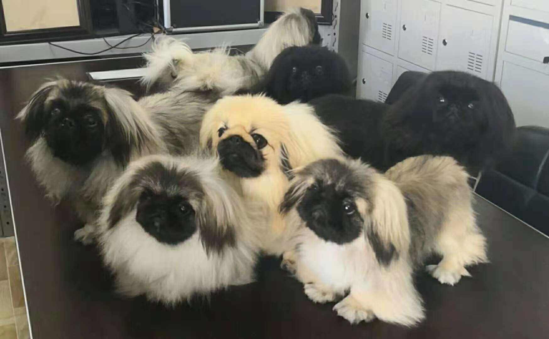 为什么京巴越养越少了,京巴为啥很少有人养