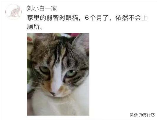 原来猫咪也有脚气,猫咪弱智