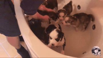 网友让金毛带25只娃，它却想了个馊主意，狗：想累死我呢？