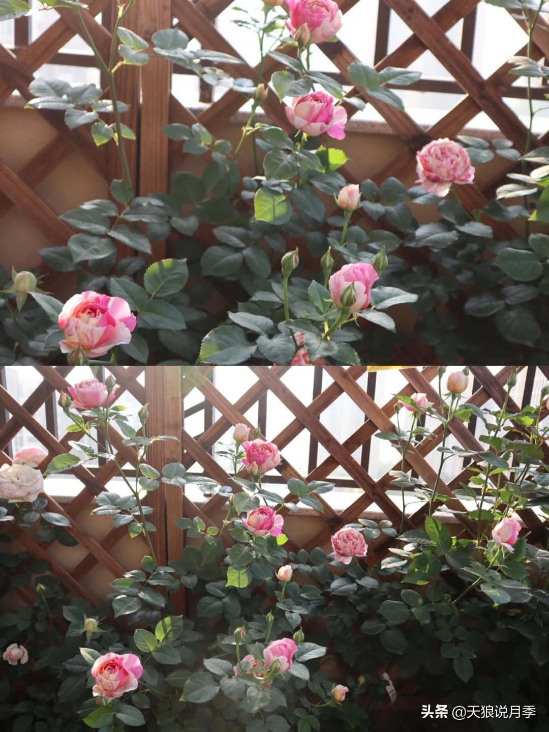 怎么打造露台小花园,如何打理自己的露台小花园