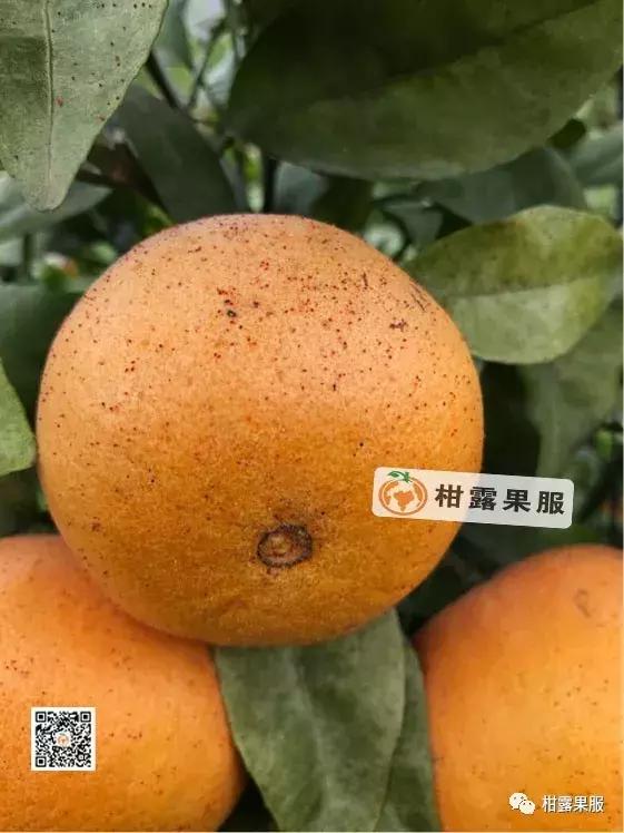 柑橘的常见病虫害和预防方法,柑橘新叶卷曲是什么虫害如何防治